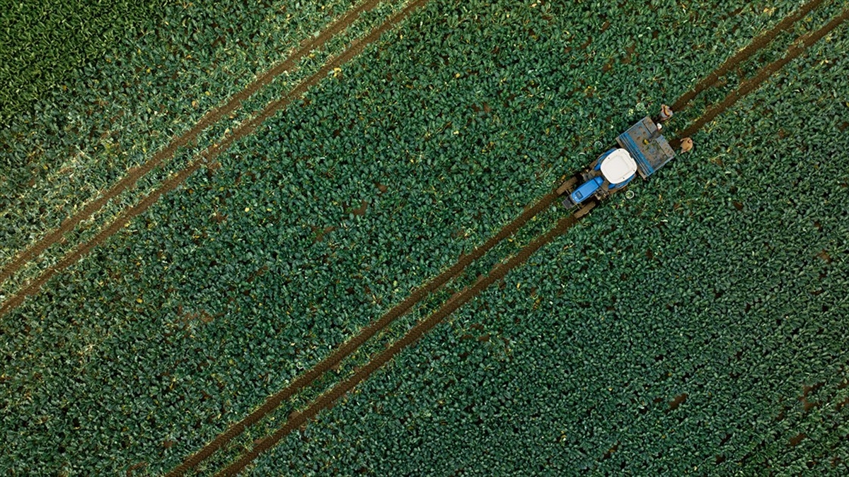 Tarım Üfe Kasımda Aylık Yüzde 0,95 Azalırken Yıllık Yüzde 50,47 Arttı