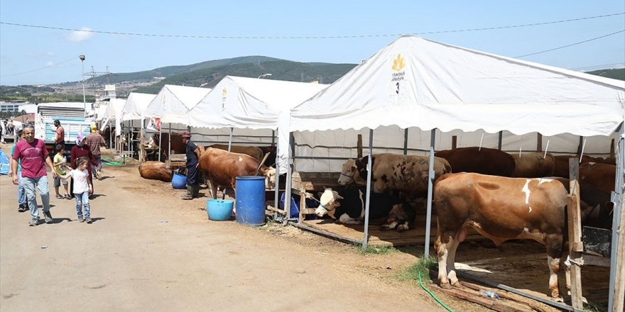 Sultanbeyli'deki Kurban Kesim Alanı Bayrama Hazır