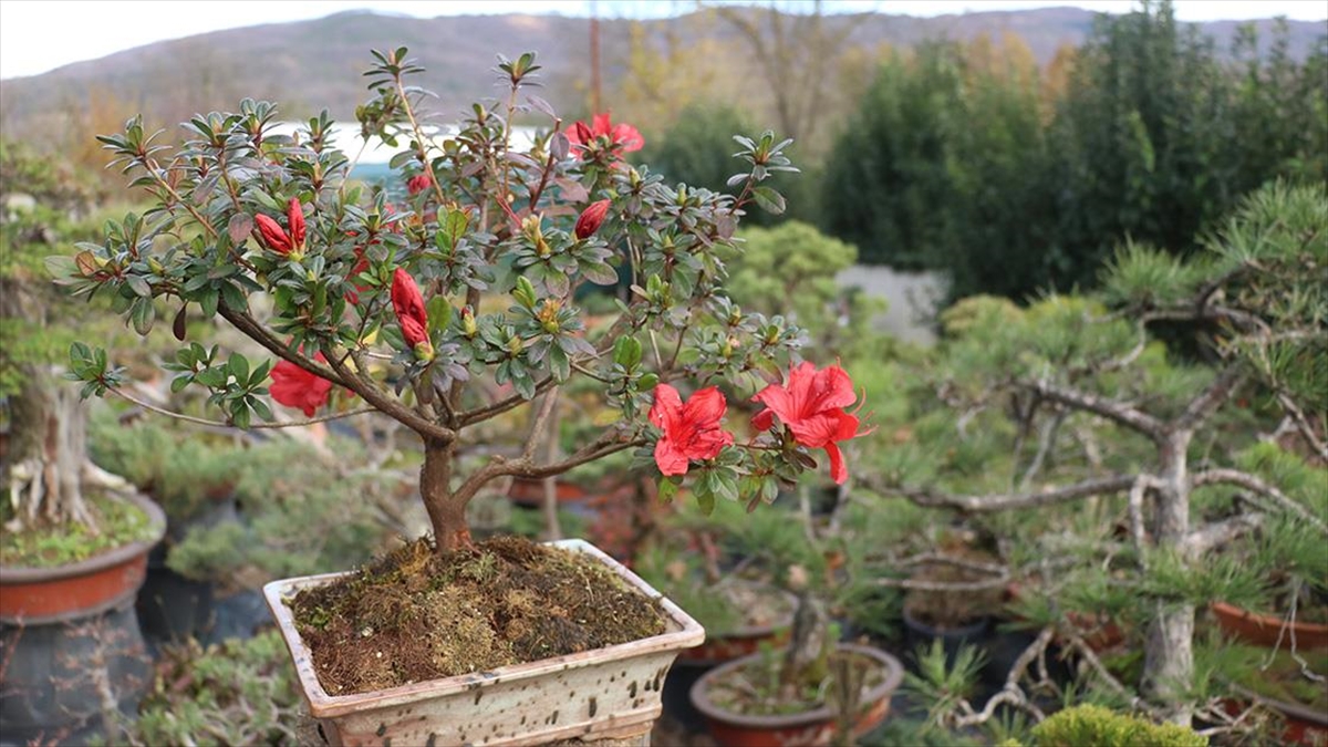 Türkiye'nin İlk "bonsai Müzesi" Yalova'da Kuruluyor