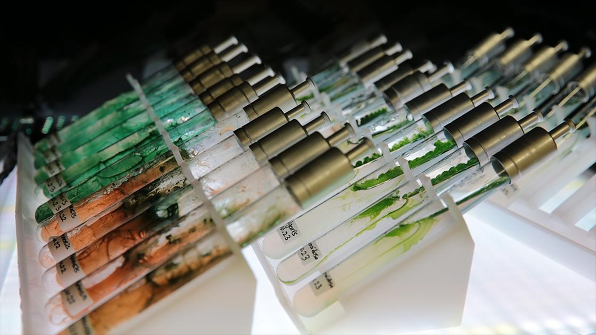 Tübitak Destekli Projeyle Mürekkep Balığı Ve Alg Pigmentlerinden Güneş Kremi Üretilecek