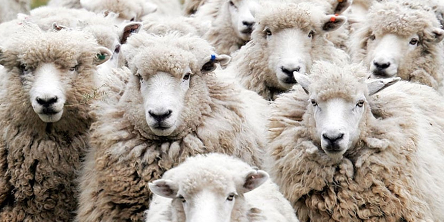 Sağlık Bakanlığı'ndan Kurban Kesim Uyarıları