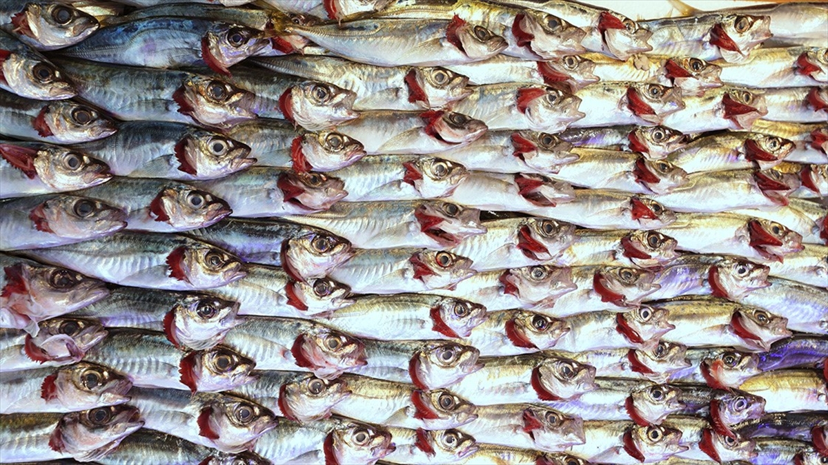 Doğu Karadeniz'in Su Ürünleri İhracat Geliri 11 Ayda Yüzde 27 Arttı