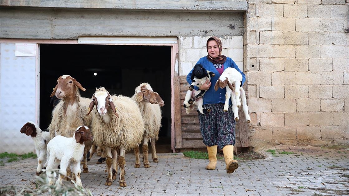Kadın Besici 3 Yılda Hayvan Sayısını 17'den 91'e Çıkardı