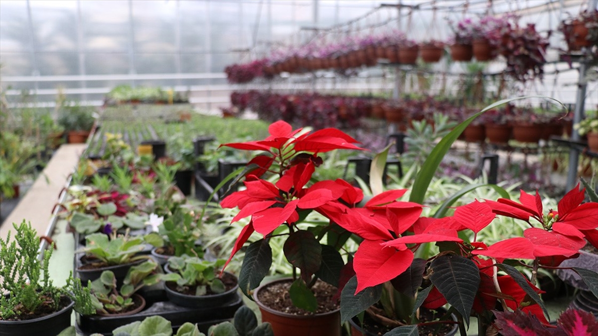 Süs Bitkileri Sektöründe Gelecek Yıl 200 Milyon Dolarlık İhracat Hedefleniyor