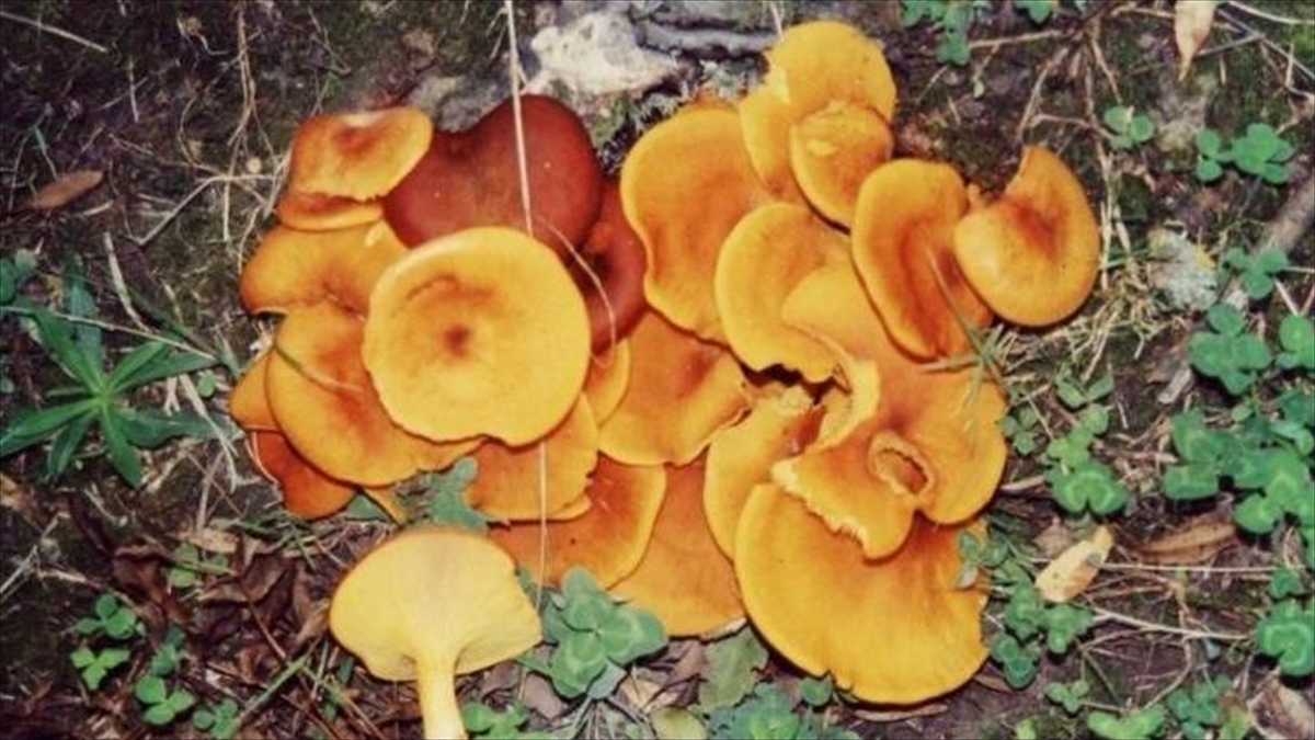 Mantar Zehirlenmesi Organ Yetmezliğine Yol Açabiliyor