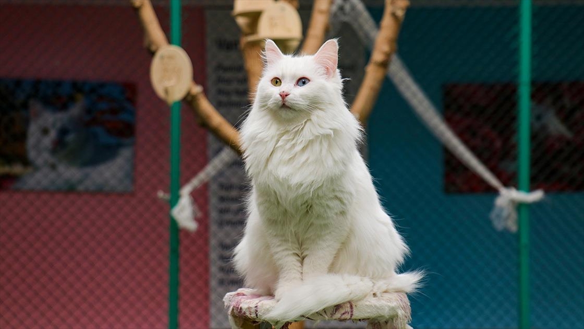 Van Kedi Villası'nda Bu Yıl 80 Yavru Sahiplendirildi