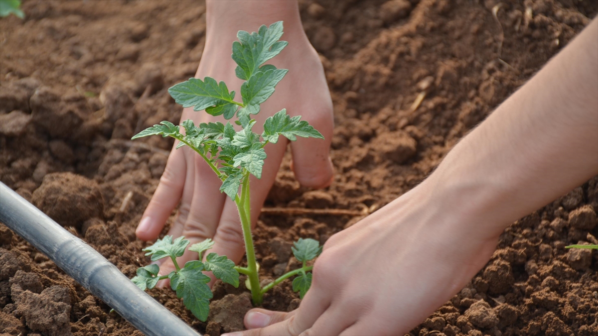 Liselerde "sürdürülebilir Tarım Ve Gıda Güvenliği" Müfredata Alındı
