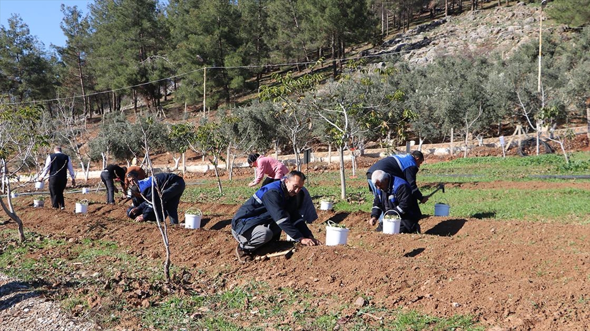 "maraş Dondurması"nın Ham Maddesi Salebin Fideleri Toprakla Buluştu