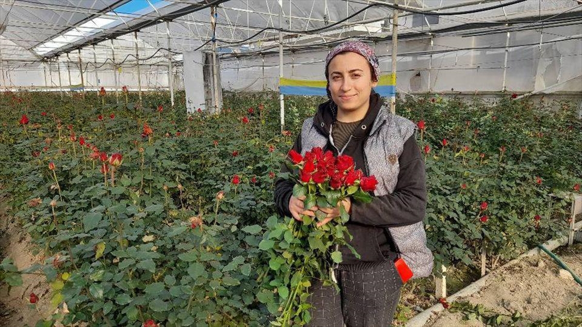 Antalya'da Serada Gülün Hasadı Aralık Ayında Da Sürdü
