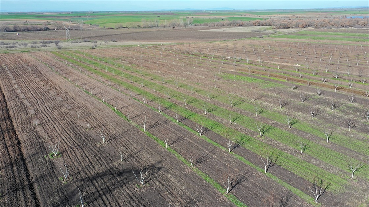 Hazine'ye Ait 1,3 Milyar Metrekare Tarım Arazisi 80 Bin Çiftçiye Kiralandı