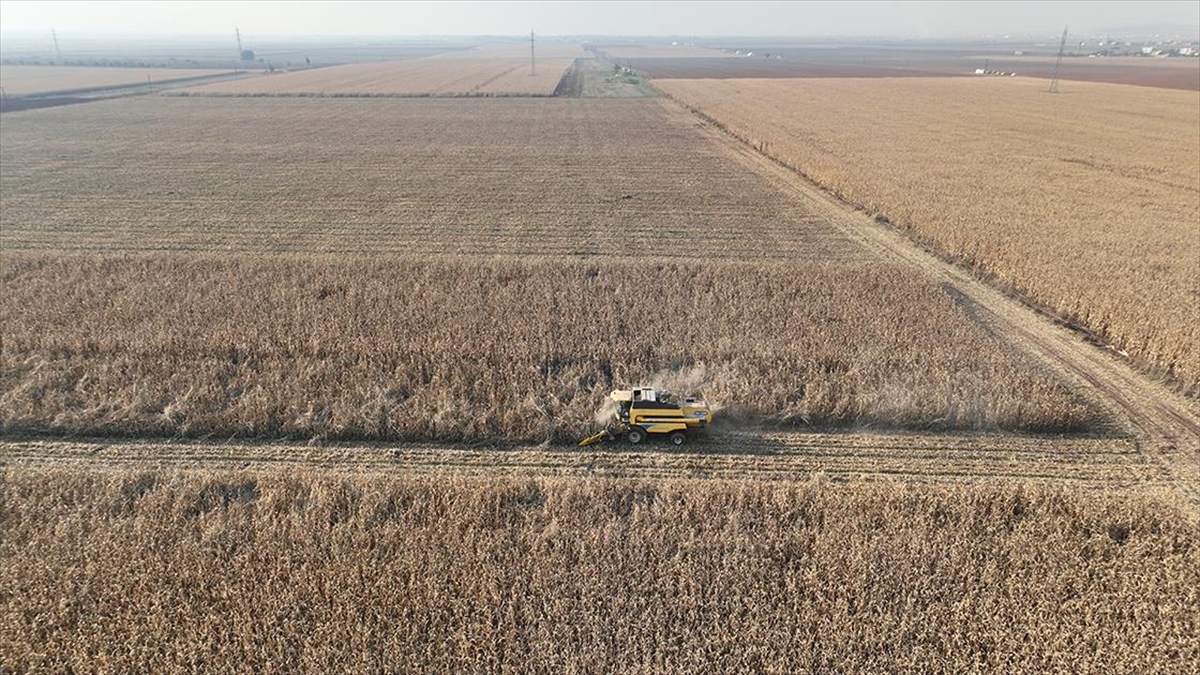 Mardin Ovası'nda Biçerdöverler 2 Milyon Ton Mısır Rekoltesi İçin Çalışıyor