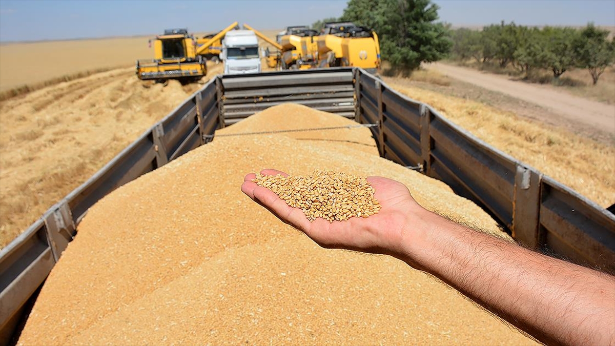 Kasım Yağışları Hububattaki Kuraklık Riskini Azalttı