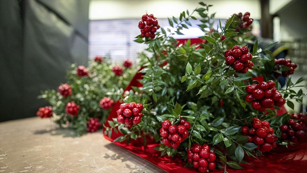 Bolluk Ve Şansın Simgesi "kokina"ya İlgi Yılbaşı Yaklaştıkça Artıyor
