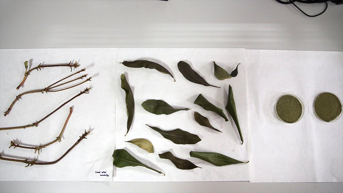 Orman Gülü Bitkisinden Yara Kremi İle Yenilebilir Film Üretilecek