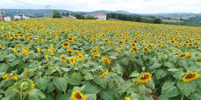 Kocaeli'de Çiftçilere Verilen Desteklerle 120 Bin Dekar Arazi Tarıma Kazandırıldı
