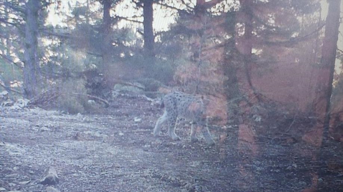 Mersin'de Fotokapanla Vaşak Görüntülendi