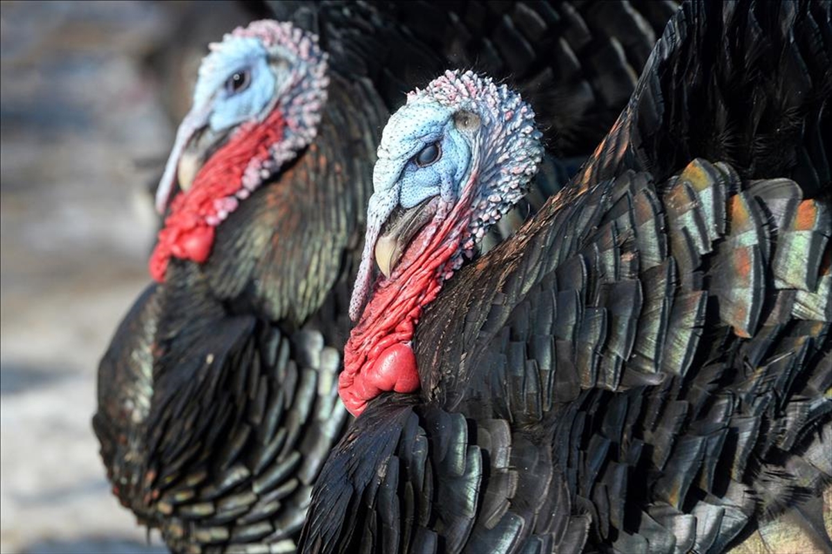 Hindi Satışı, Pazardan E-ticaret Sitelerine Taşındı