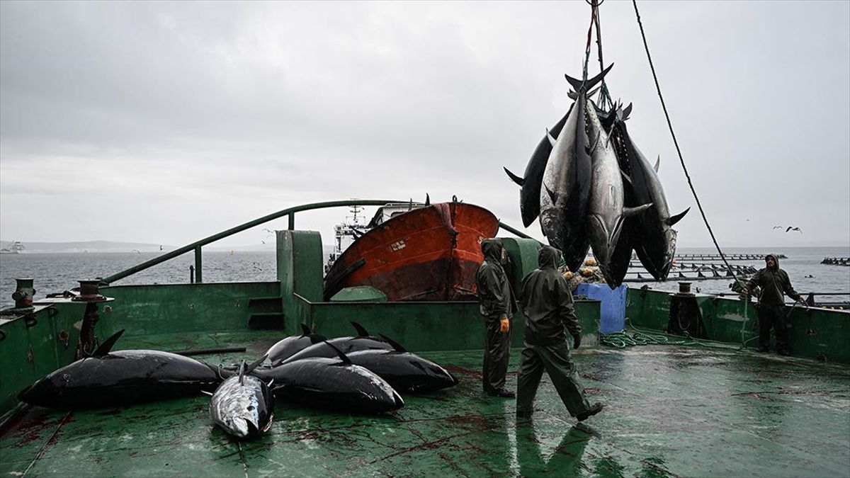 Türkiye 2024'te Orkinos İhracatını İki Katına Çıkarmayı Hedefliyor