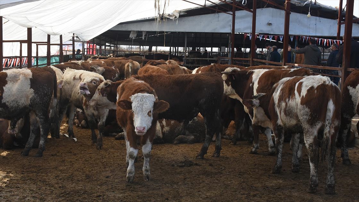 Malatya'da Depremzede Besicilere Büyükbaş Hayvan İle Ekipman Verildi