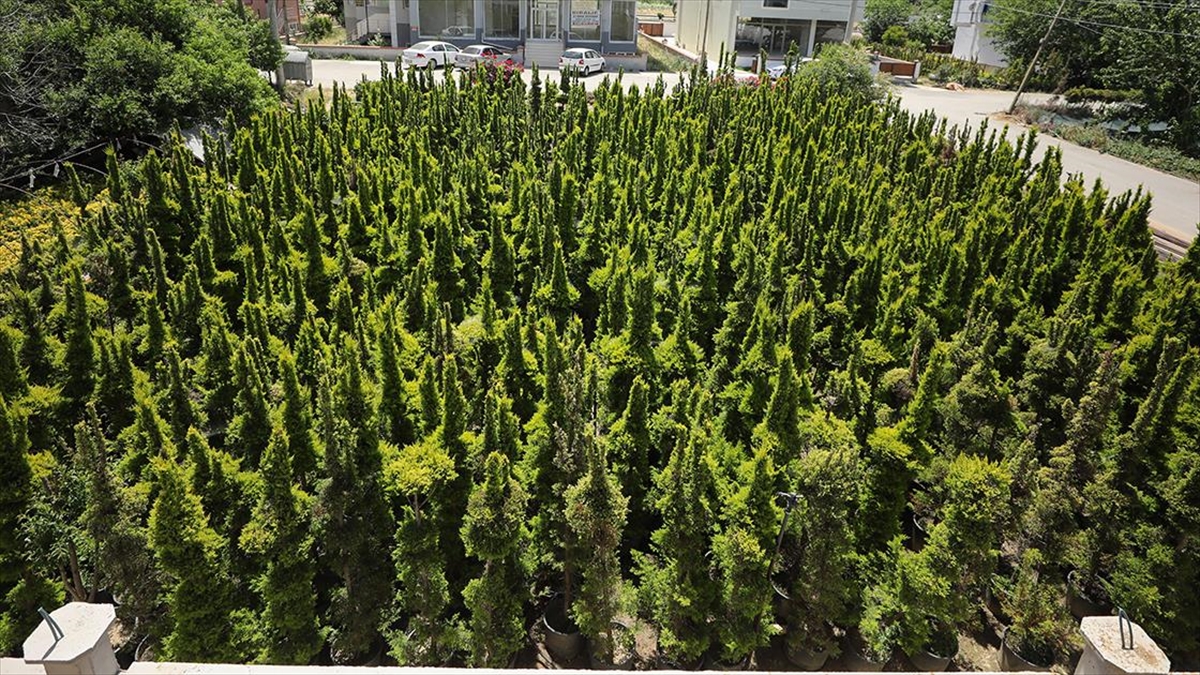 Kent Peyzajında Bölgenin Yapısına Uygun Bitkilerin Tercih Edilmesi Öneriliyor