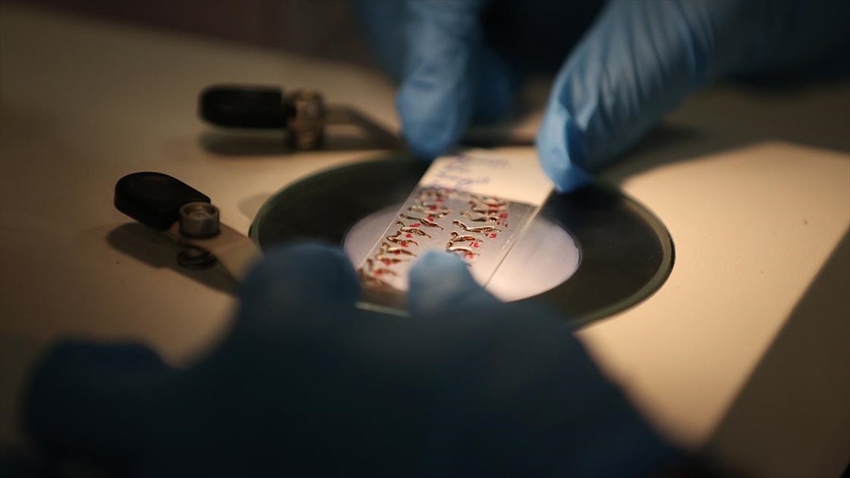 Arı Zehrinin Tümör Hücrelerini Yok Edici Etkisi Laboratuvar Ortamında Kanıtlandı