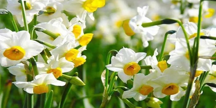 Nergis Festivali'nin tarihi belli oldu