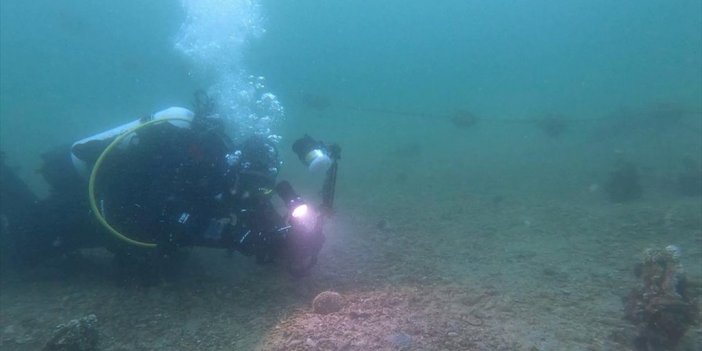 Erdek Körfezi'nde "denizlerin Doğal Filtresi" Genç Pinalara Rastlandı