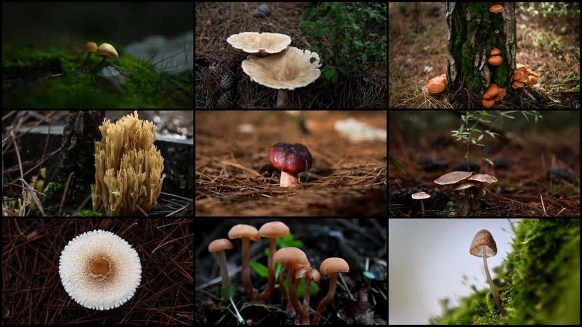 Yabani mantarlar için kritik uyarı