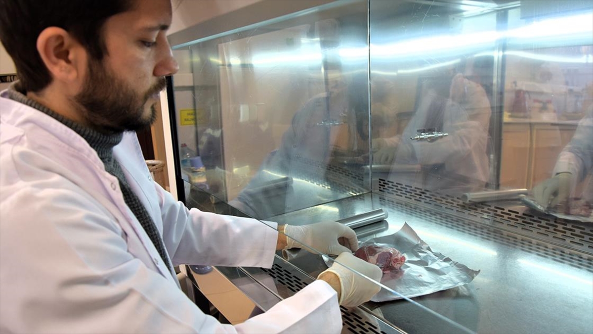 Koyunların Kalp Kapakçığının İnsan Hücreleriyle Uyumlu Olduğu Belirlendi