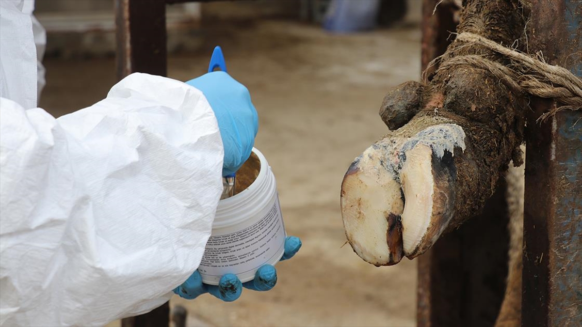 Besi Ve Süt Hayvanlarında Ayak Yaralarını İyileştiren Yerli Jel Piyasaya Çıktı