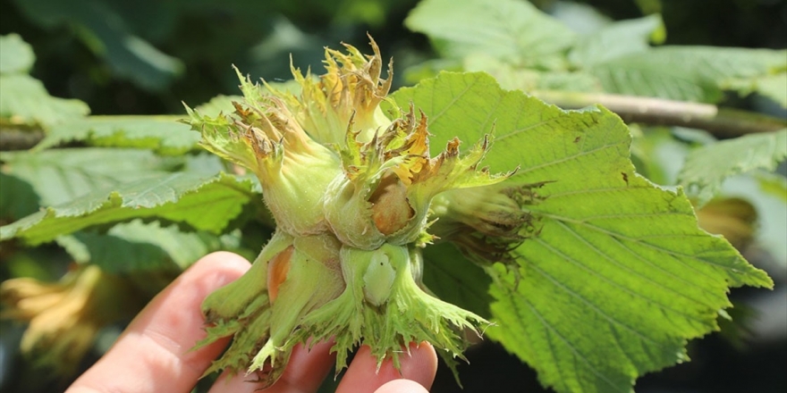 Yeni Sezonda İç Fındık İhracatının 300 Bin Tonu Aşması Bekleniyor