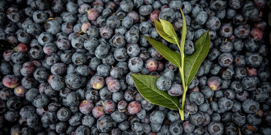İznik'te Yaban Mersininin Kilogramı 30 Liraya Alıcı Buluyor