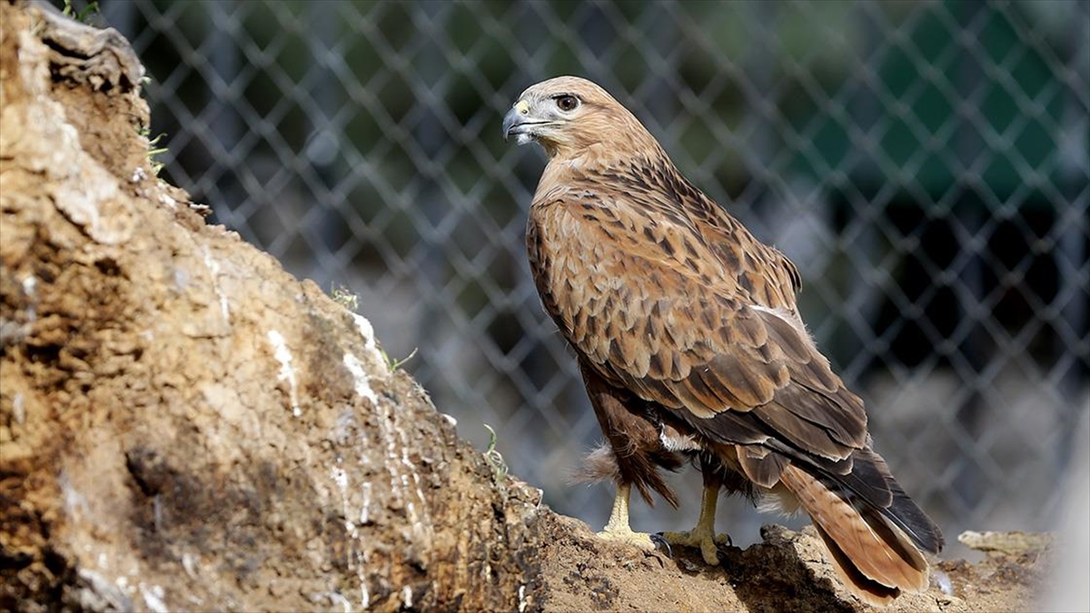 Konya'daki Merkez Doğaya Salınamayan Yırtıcı Kuşların Yuvası Oldu