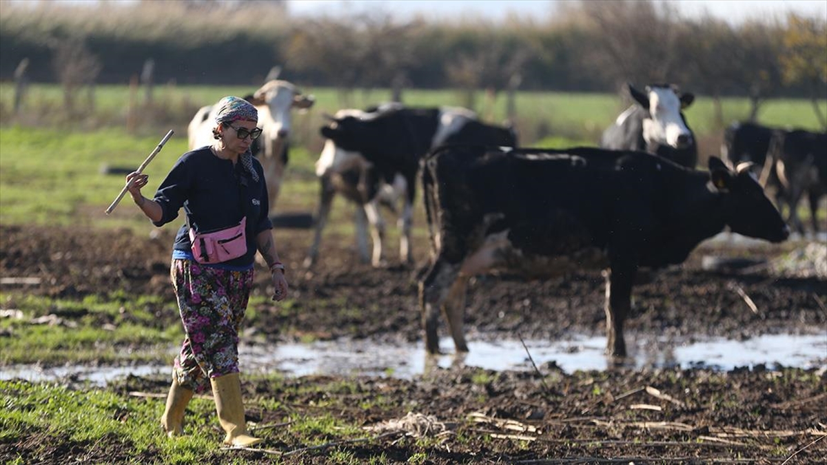 İstanbul'daki İşini Bırakan Psikolog Balıkesir'de Süt Çiftliği Kurdu