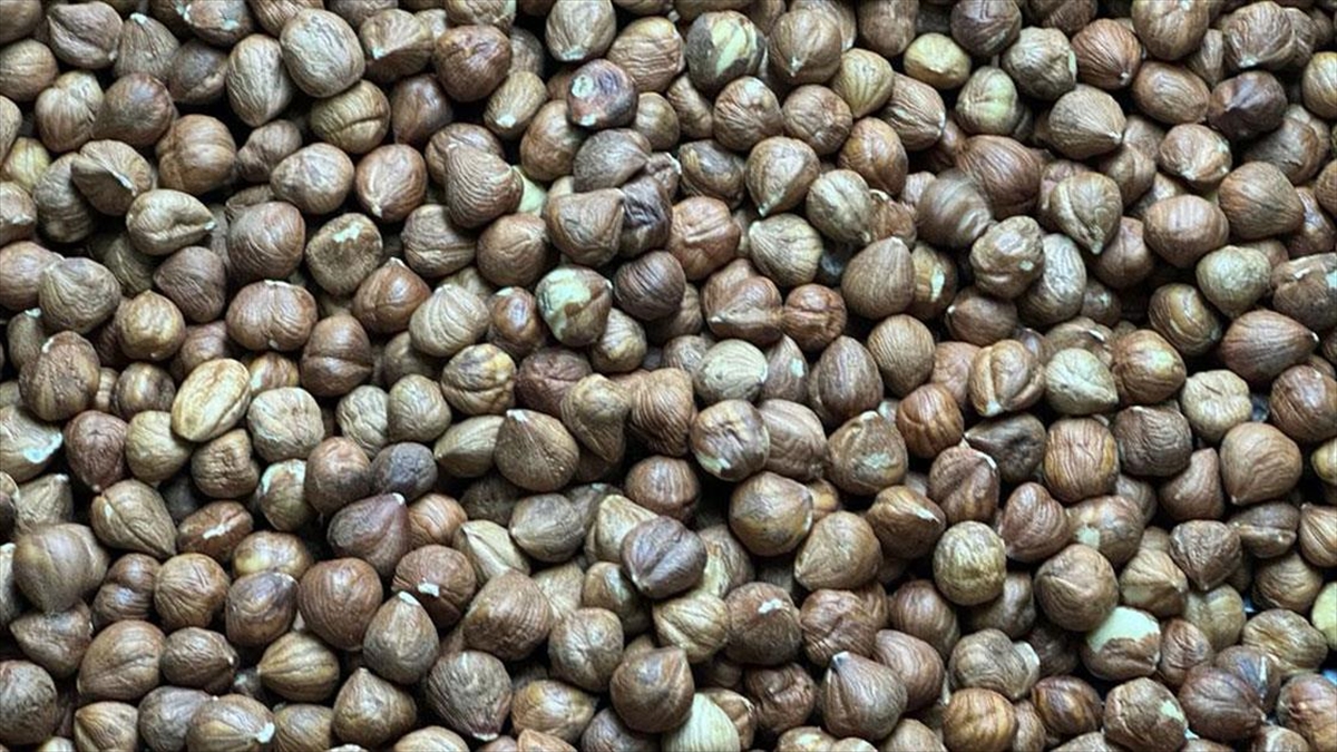 Türkiye'den Almanya'ya 496 Milyon Dolarlık Fındık İhracatı