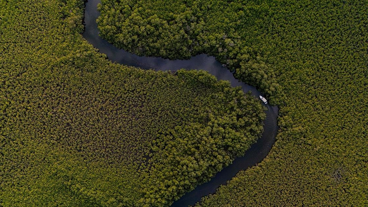 Tuzlu Sulardaki Kıvrımlı Kıyı Ormanları: Mangrovlar