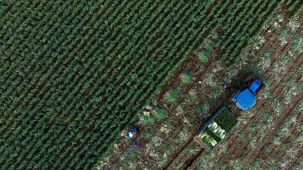 Kışlık Sebzenin Üretim Üssü İzmir'de Yağışlar Yüz Güldürdü