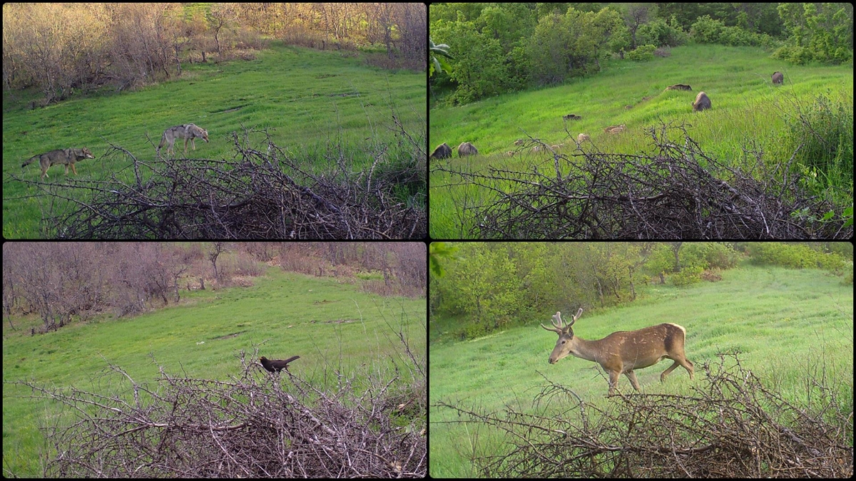 Çorum'da Fotokapan İle Yaban Hayvanları Görüntülendi