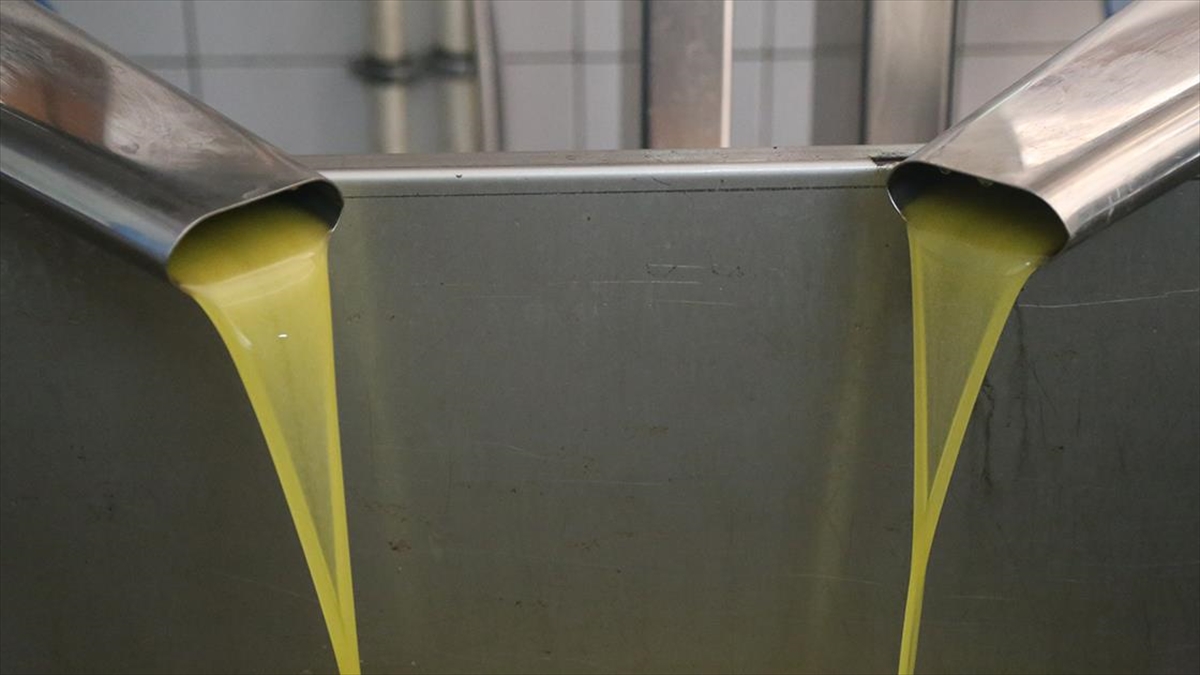 Tescilli Altınözü Zeytinyağından 15 Bin Ton Üretim Bekleniyor