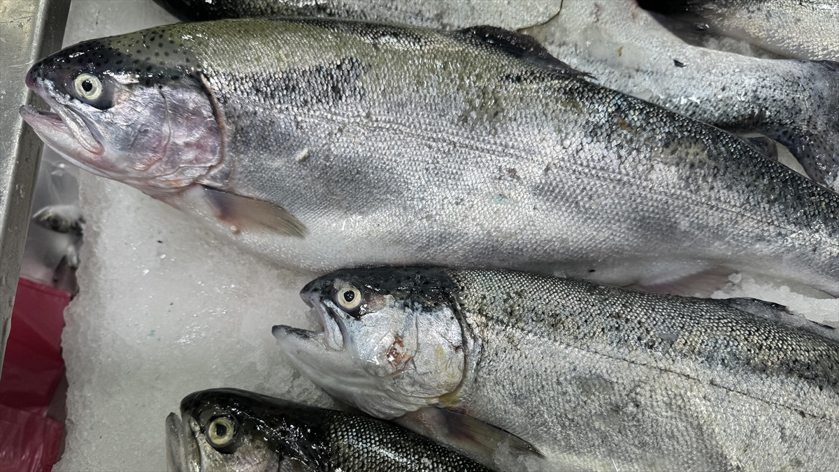 Doğal Liman Kenti Sinop'ta 2023'te 26 Bin 631 Ton Türk Somonu Üretildi