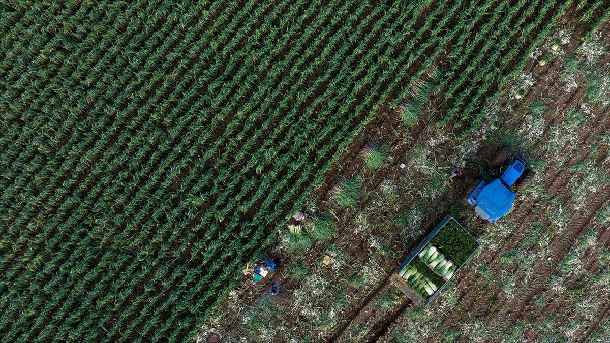 Tarım Sektörü 2023 Yılını Rekor İhracatla Tamamladı