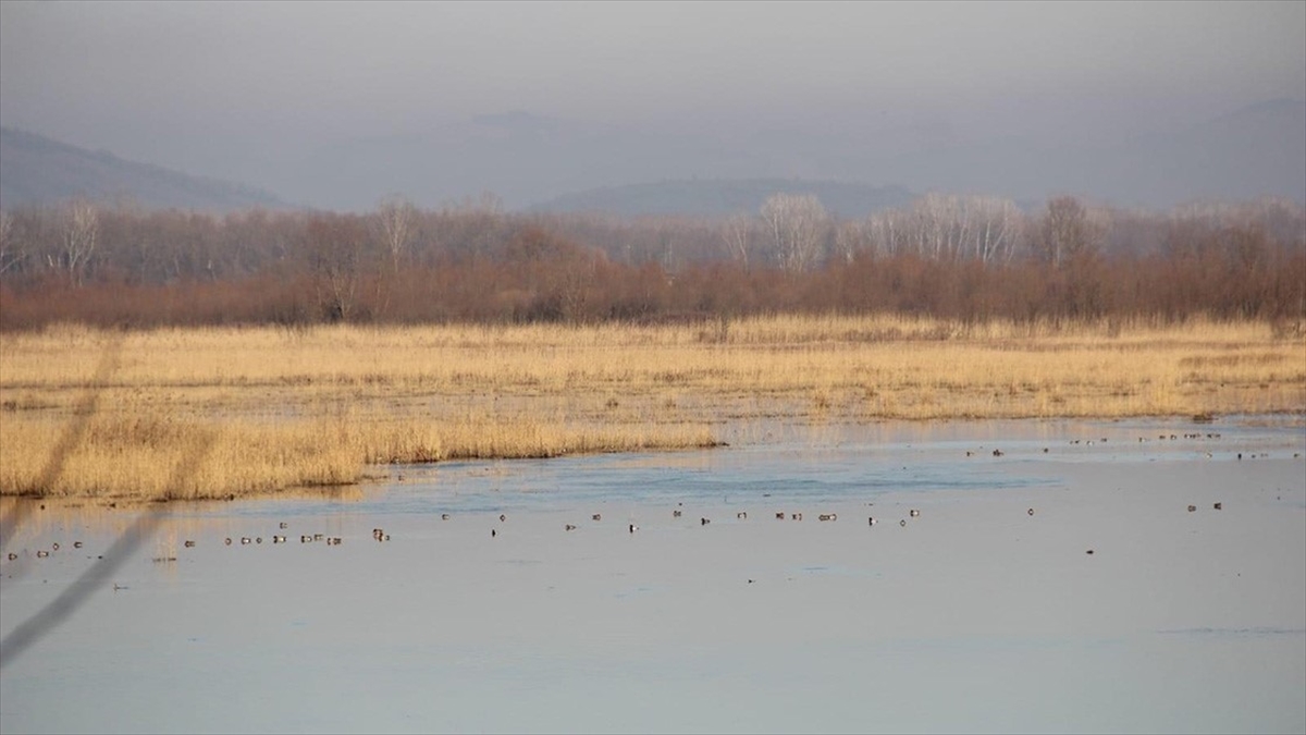 Efteni Gölü Kuş Cenneti'nde 22 Türden 2 Bin 111 Kuş Listelendi