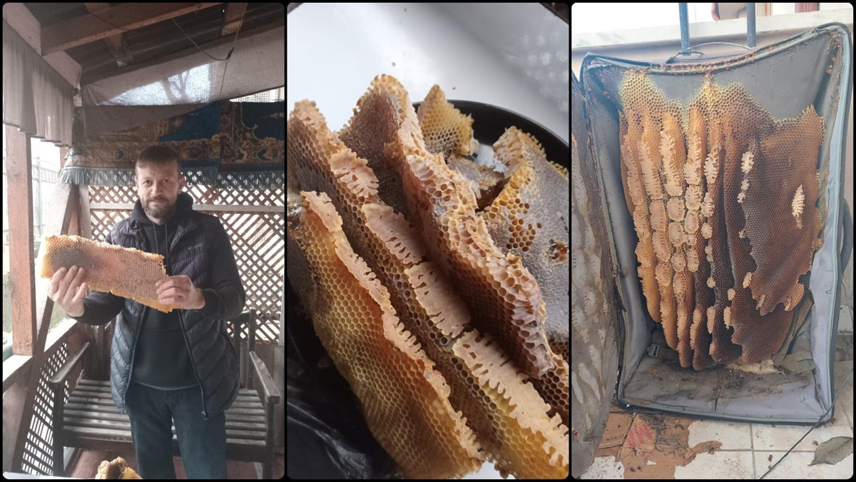 Düzce'de Arıların Petek Yaptığı Valizden 8 Kilogram Bal Çıktı