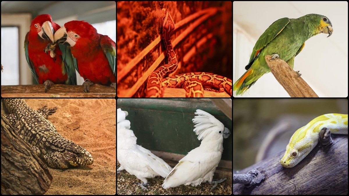 Yurda Yasa Dışı Yollarla Sokulan Komodo Ejderinden Pitona 453 Hayvan Koruma Altında