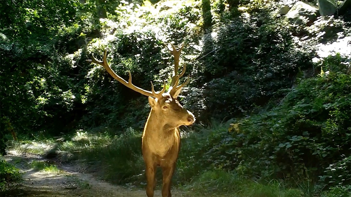 Tarım Ve Orman Bakanlığı, Türlerin Geleceğini Yaban Hayvanı Üretim Merkezleriyle Koruyor