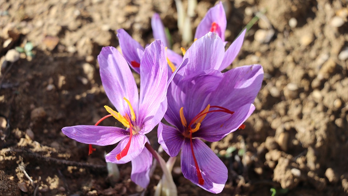 AB Coğrafi İşaret Tescilli Safranbolu Safranı Markalaşma Yolunda İlerleyecek