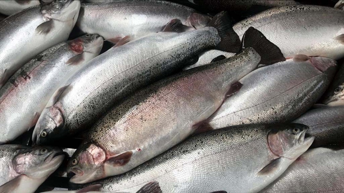 Trabzon'un Su Ürünleri İhracatı Yüzde 58 Arttı