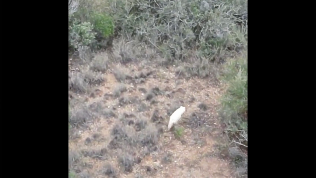 Türkiye'de İlk Kez Bir "albino Çakal" Görüntülendi