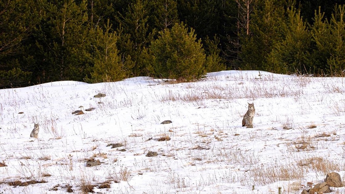 Ardahan'da Karlı Arazide Yiyecek Arayan Vaşak İle İki Yavrusu Görüntülendi