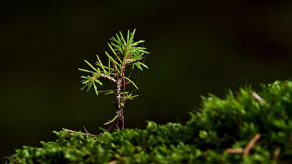 Ormancılık Yatırımlarında Fidan Üretimine Odaklanıldı